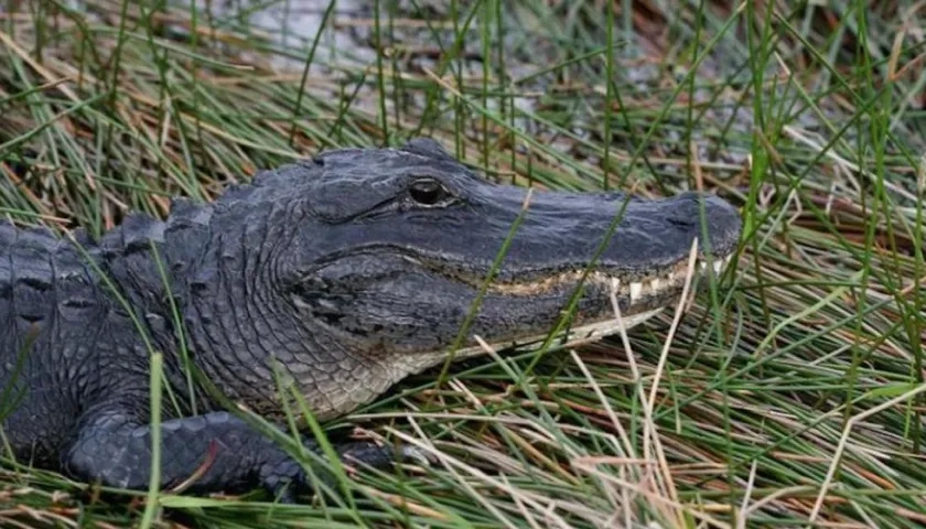 El caimán fue llevado a una granja.