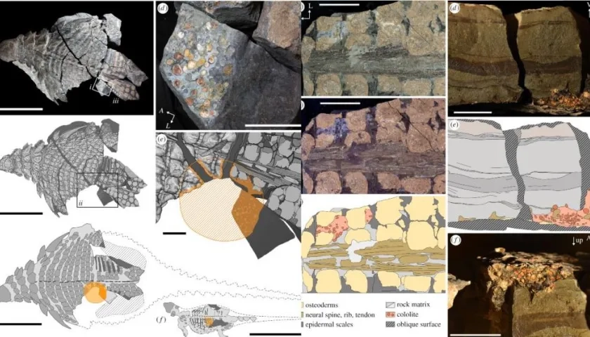  La última comida de este dinosaurio fueron sobre todo hojas de helecho masticadas.