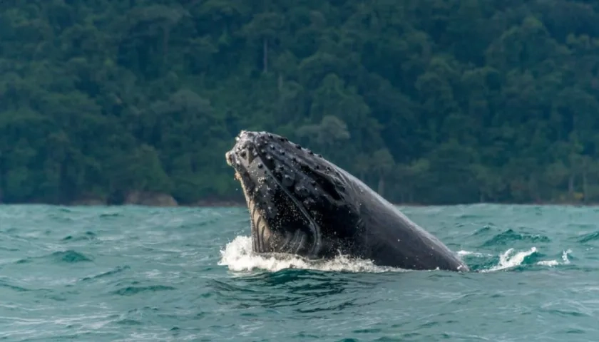 El Ministerio de Ambiente prendió las alertas ante el madrugón de las yubartas en el pacífico.