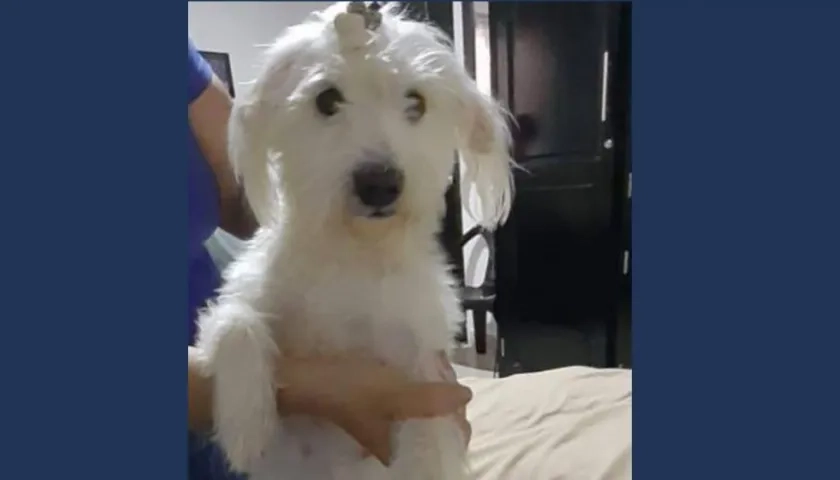 Esta es la mascota extraviada.