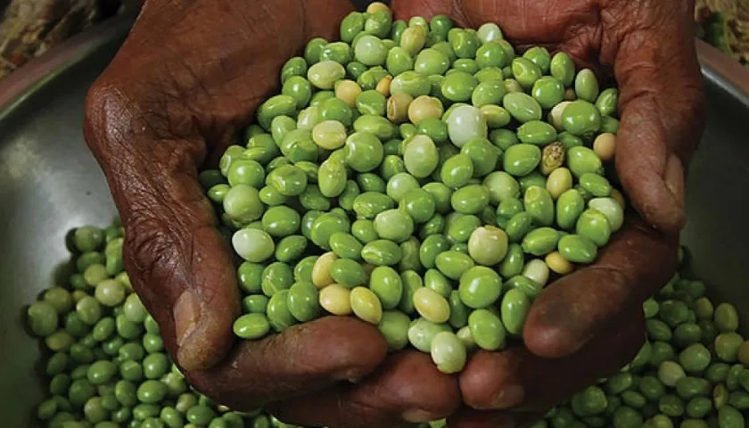 Durante el 2019 se produjeron 766 toneladas de frijol guandú en 1.022 hectáreas sembradas. 