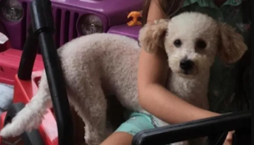 Mascota 'Lucas', extraviada en el sector de Villa Country.