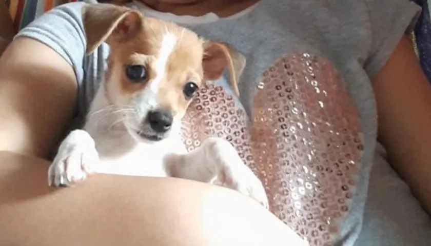 Mascota desaparecida.