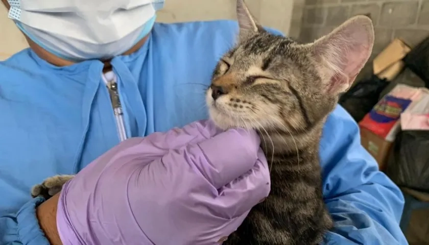 La veterinaria costeó la operación de los gatos en Soledad.