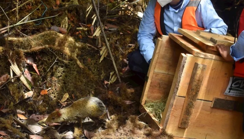 Miembros de la Corporación Autónoma Regional del Valle del Cauca CVC liberan un guatín hoy, en Buenaventura (Colombia).