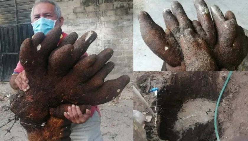 Imágenes del gigantesco Ñame.