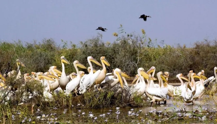 Parque Nacional de Aves de Djoudj.