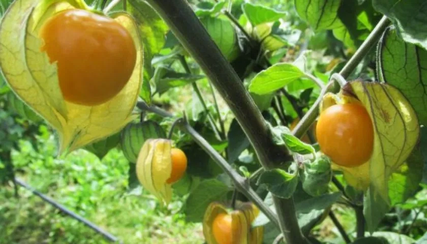 El mercado internacional de las uchuvas colombianas está en países como Países Bajos, Estados Unidos, Alemania, Canadá, Bélgica, Francia y Emiratos Árabes