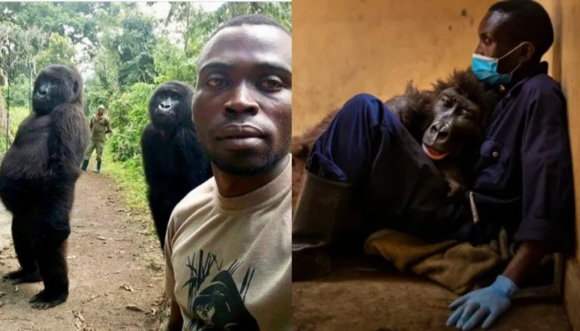 La gorila 'Ndakasi' y su cuidador André Bauman.