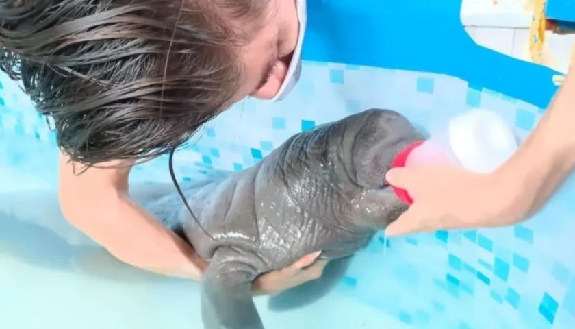 El manatí neonato rescatado en la Ciénaga Grande de Santa Marta. 