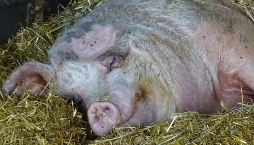 Los organismos acordaron trabajar de manera coordinada para reforzar las barreras sanitarias.