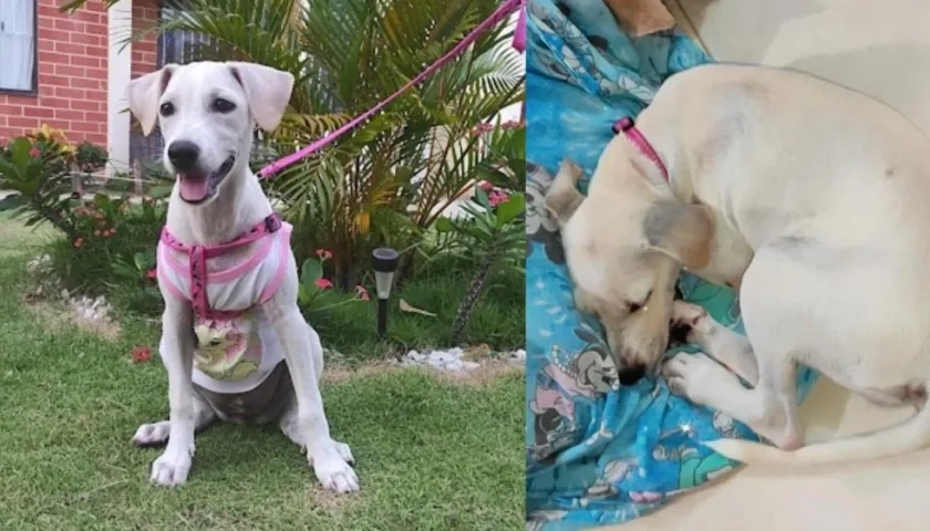 'Zoe', la extraviada en urbanización 'Lluvia de Oro' de Malambo.