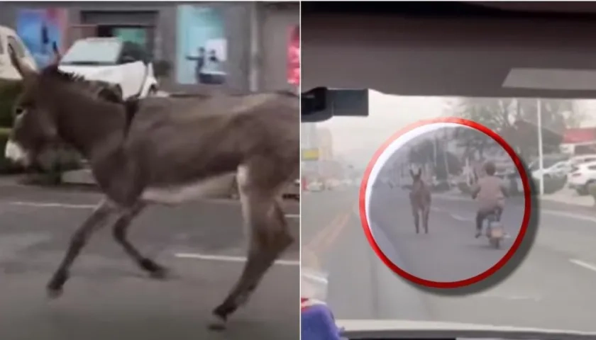 Momento de la escapada del burro. 