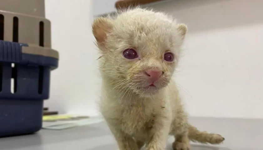 El felino fue rescatado en Amalfi, por las autoridades ambientales.