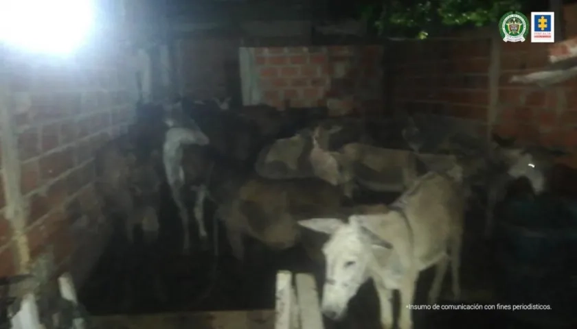 Burros y caballos hallados en una vivienda del barrio Rebolo. 