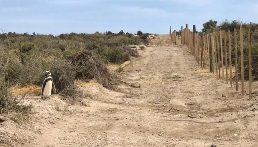 Un pingüino está a la izquierda y la cerca puesta a la derecha.