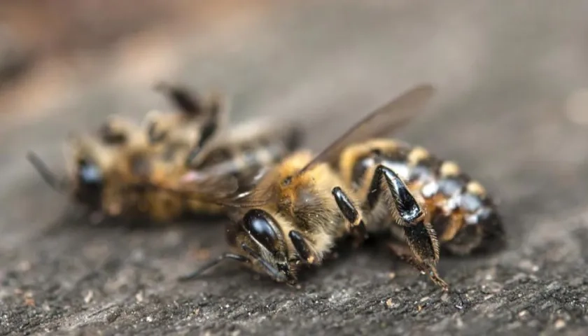 Abejas fallecidas. 