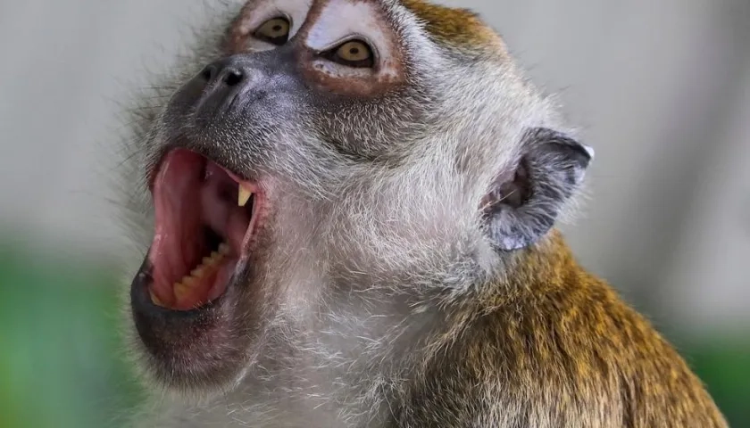 El equipo midió la reacciones de los monos.