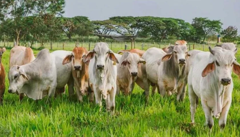 Las carnes de bovino cruda y congelada presentaron los mayores incrementos.