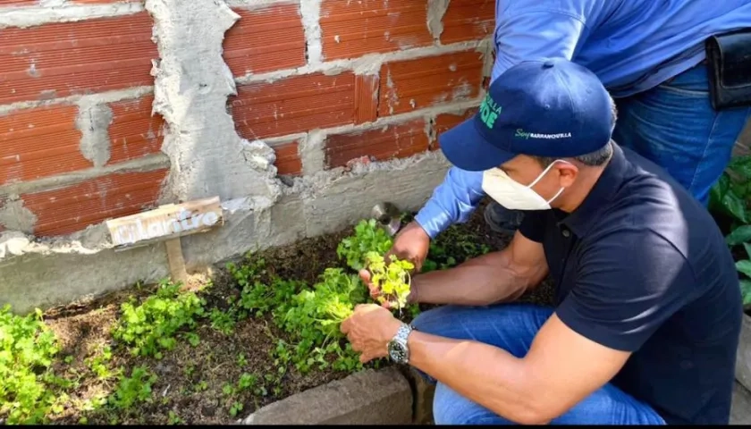 El Director de Barranquilla Verde, Henry Càceres, durante la recolección de la cosecha.