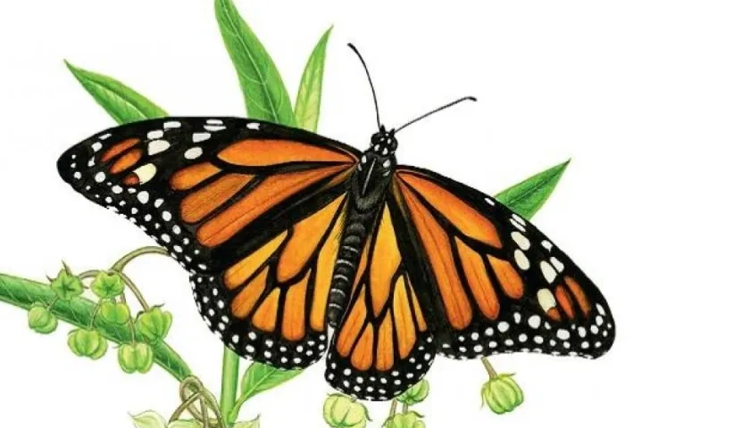 "Qué vivan las mariposas, un tesoro natural de Colombia" es la exposición en Santa Marta.