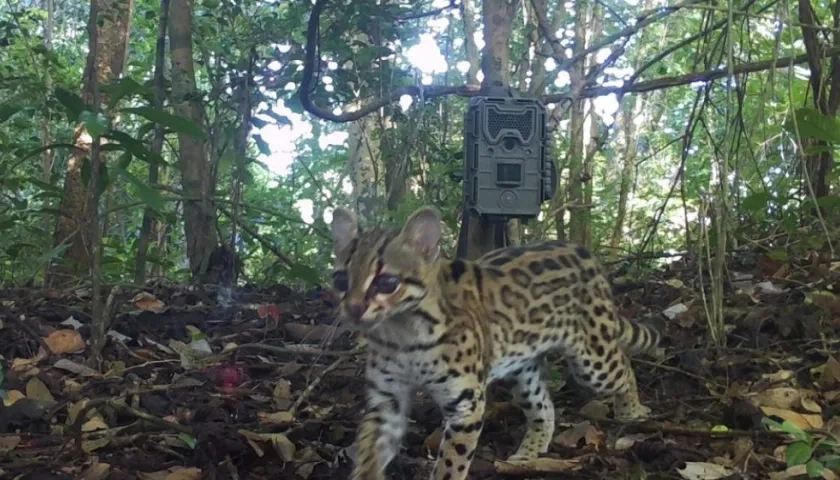 Cámara trampa en el Santuario de Flora y Fauna Los Colorados.