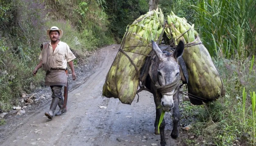 El campo colombiano ha sido afectado.