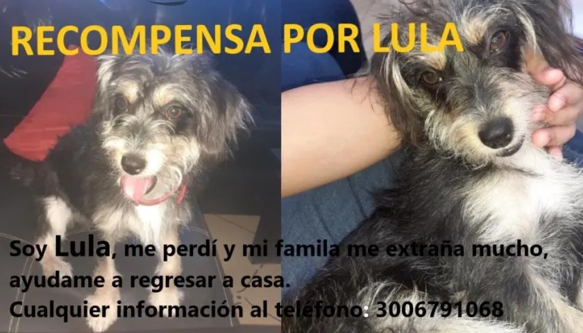 Esta es la mascota 'Lula', que se extravió en el barrio Juan Domínguez Romero de Soledad.