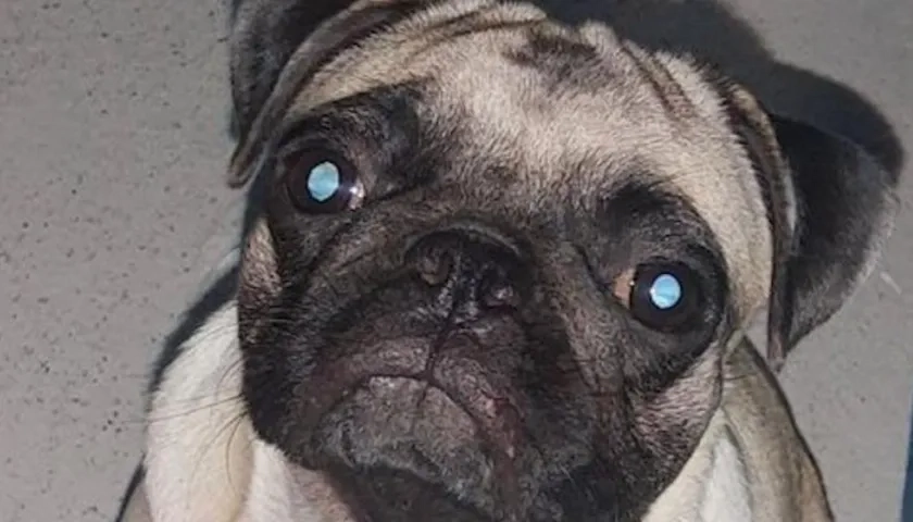 La mascota extraviada: se salió de la casa y se la llevaron.