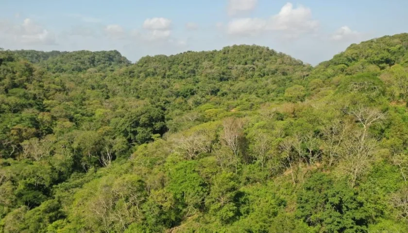 Panorama de las 62 hectáreas de bosque seco tropical en la Reserva Forestal Protectora El Palomar, ubicada en el municipio de Piojó.