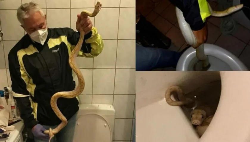 Pitón rescatada del inodoro.
