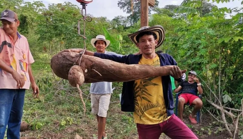 Arcelio Álvarez con la gigantesca yuca que cultivó en su parcela.