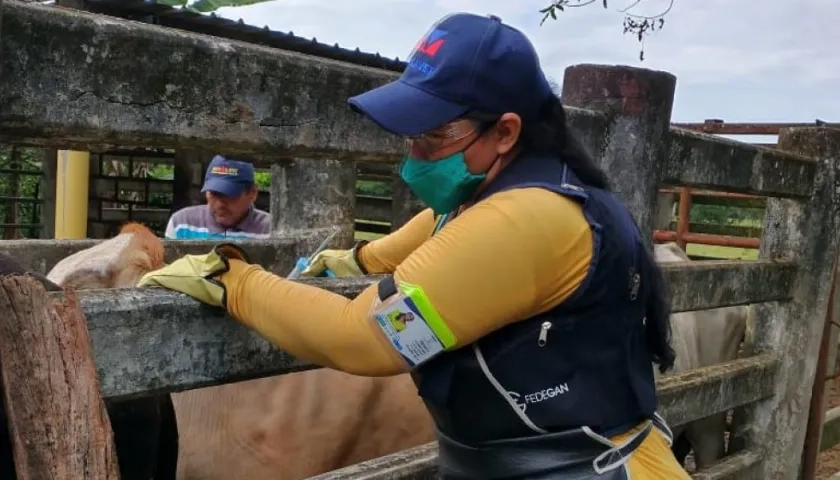 Se destaca el mayor porcentaje de aplicación contra fiebre aftosa en Casanare, Arauca, Guaviare, Cesar y Vaupés.