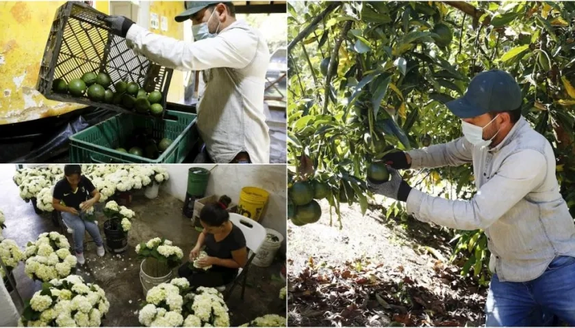 Carlos Ospina, fundador de la agroempresa El Manantial, mientras selecciona aguacates en su cultivo en el municipio de Marinilla, Antioquia (Colombia). 