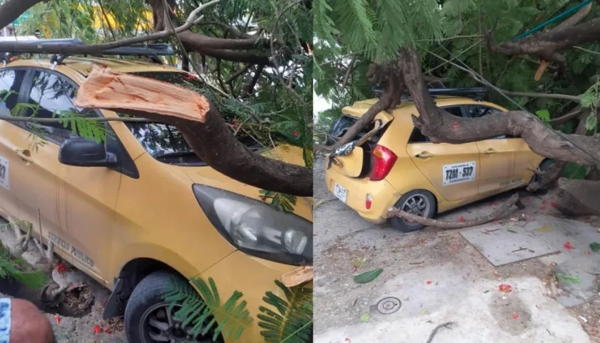 Así quedaron los vehículos tras la caído del árbol. 