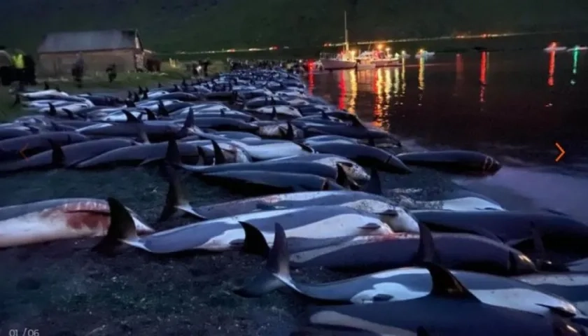  "Sea Shepherd ha estado luchando para detener esta caza desde principios de la década de 1980,