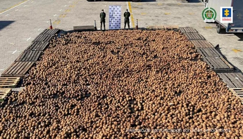 Cocos de exportación con cocaína.