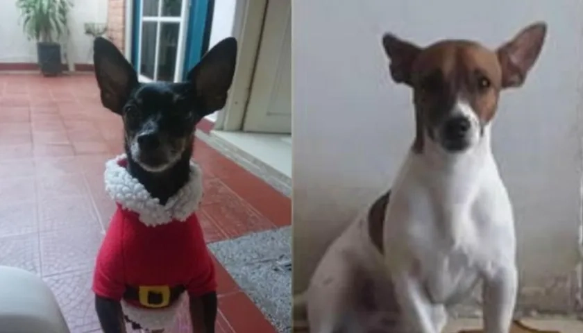 Mascotas extraviadas.