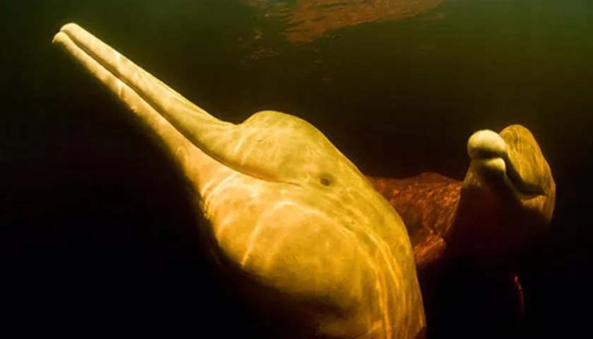 Imagen de referencia.