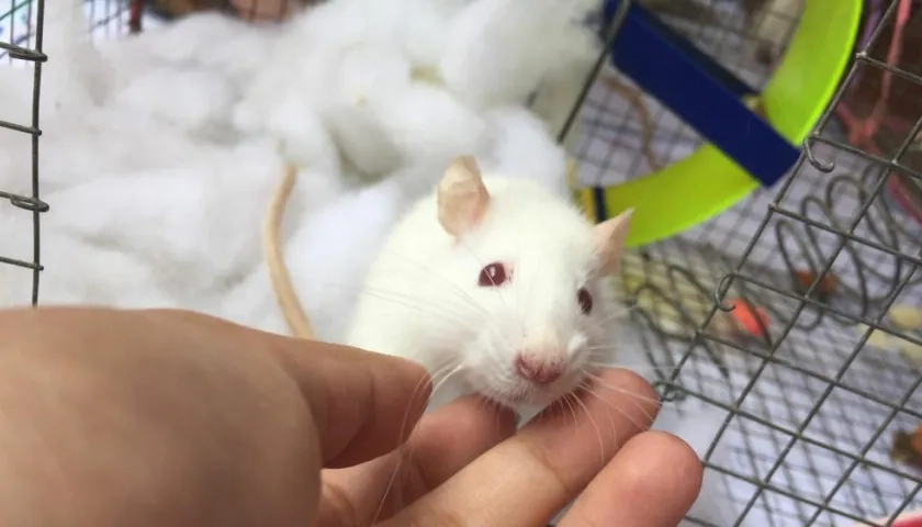 Imagen de referencia.