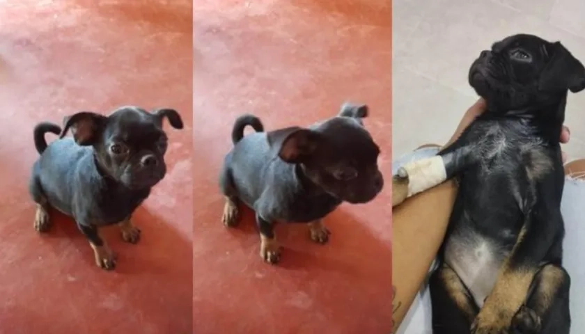 'Antonela', una pug de 5 meses que está extraviada.