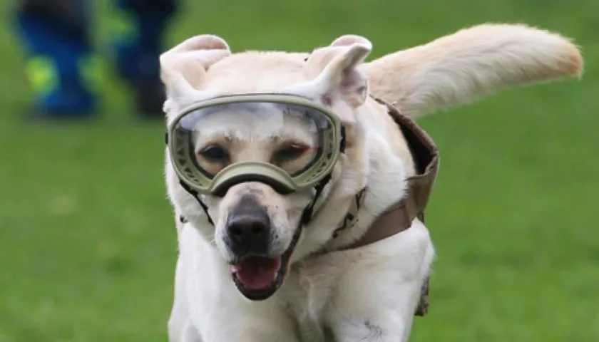 La perra rescatista 'Frida'.