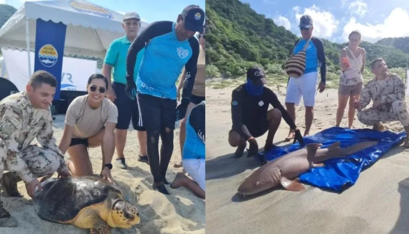 Animales marinos liberados. 