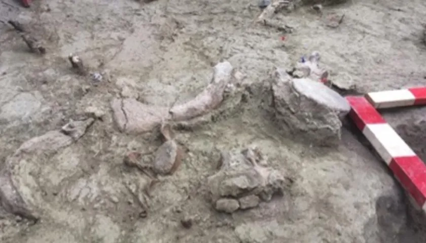 Restos fósiles de gonfoterios.