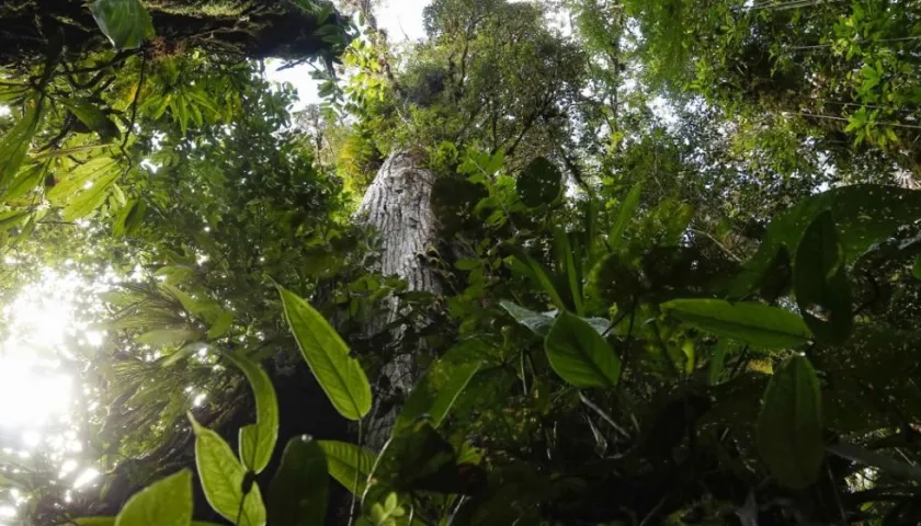 Imagen de referencia.