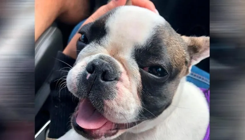 'Venus', la pitbull secuestrada y rescatada.