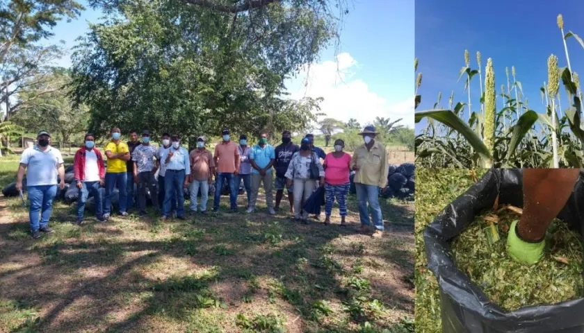 Productores de Campo de la Cruz recibieron 24 toneladas de silo de sorgo y maíz.