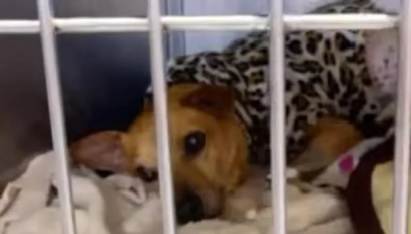 En estado crítico en Bogotá.