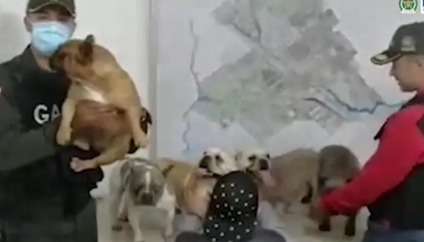 Los perros rescatados por el Gaula de la Policía. 