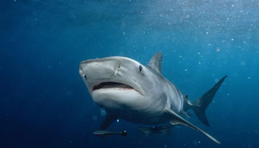 Caza vedada de tiburones en San Andrés.
